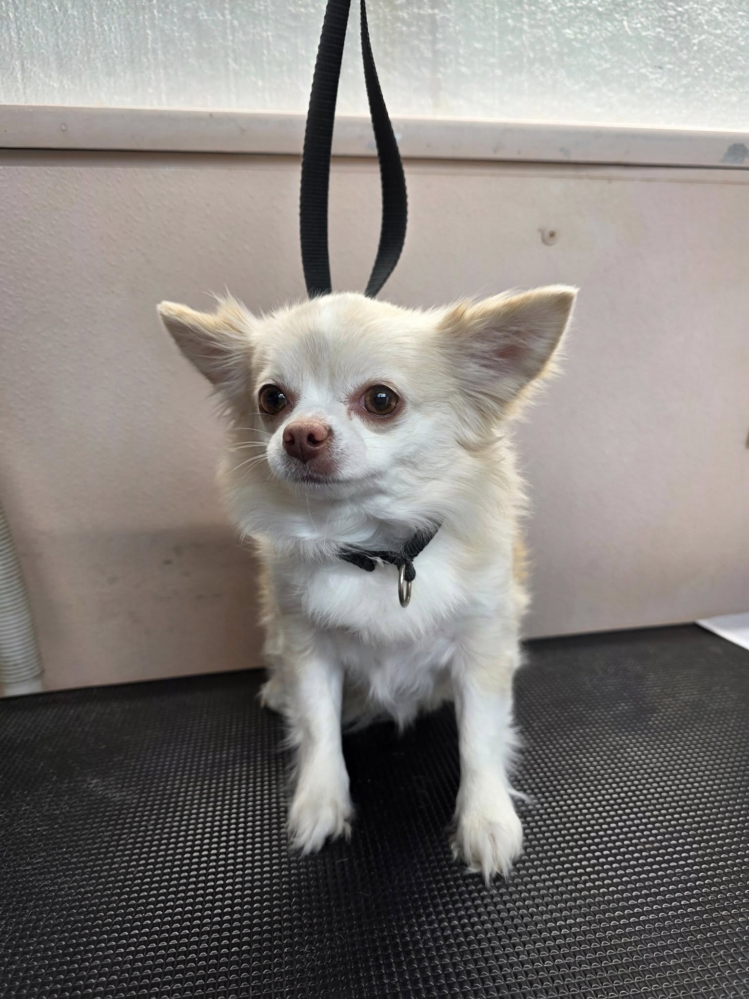 Dog groomed by S.S. Clipper in Titusville